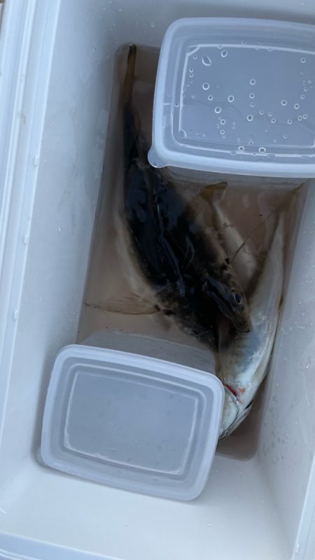 クーラーいっぱい😆