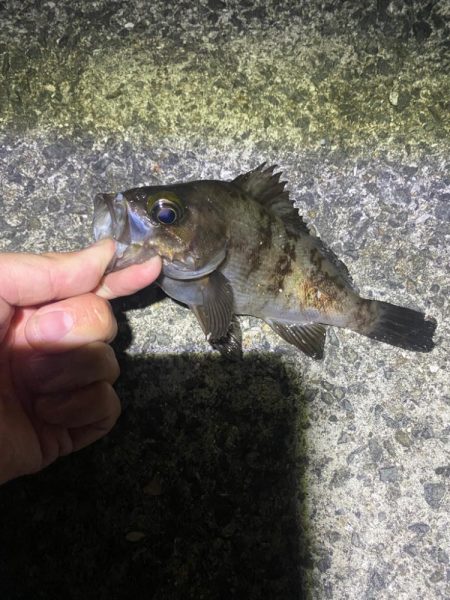 アジング渋かった