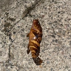 40cmと良型のキジハタ爆釣