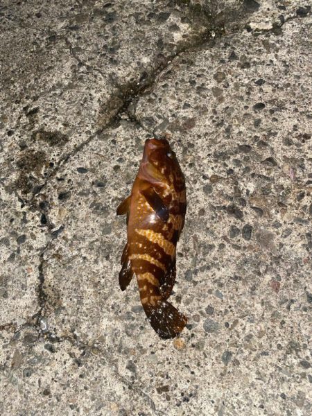 40cmと良型のキジハタ爆釣