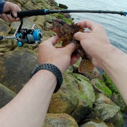 旅先穴釣りアイナメゲット