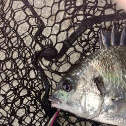 風強すぎ、ボラ多すぎ