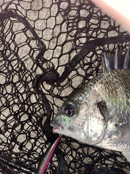 風強すぎ、ボラ多すぎ