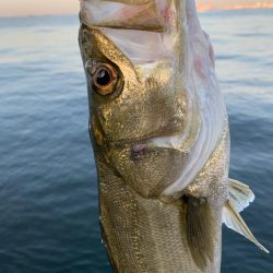 朝マヅメシーバス