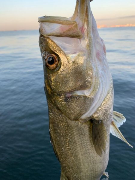 朝マヅメシーバス