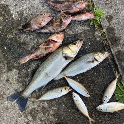 エビ撒き好調です