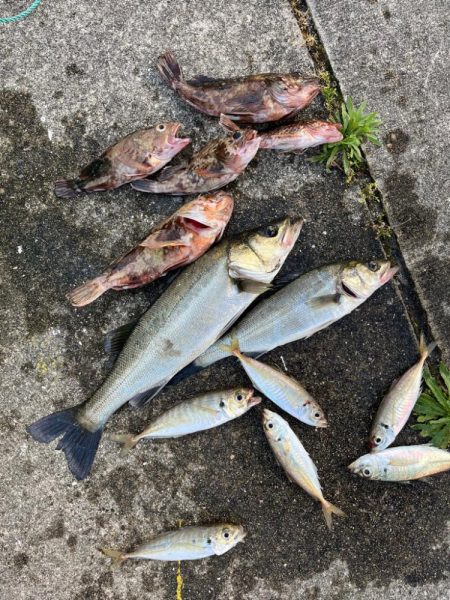 エビ撒き好調です