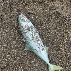 春のサーフ調査