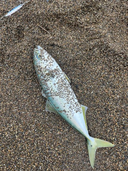 春のサーフ調査