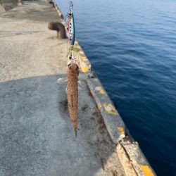 久しぶりのサメ