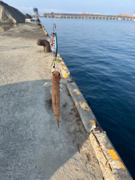 久しぶりのサメ