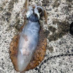 久しぶりのアオリイカ遠征‼️