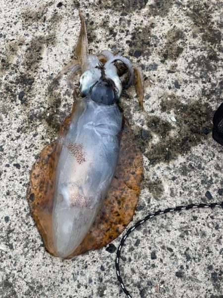 久しぶりのアオリイカ遠征‼&…