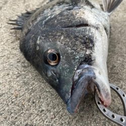 久しぶりのおチヌさん