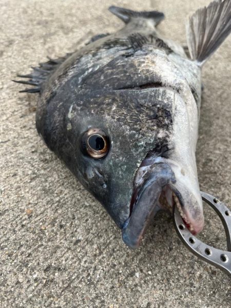 久しぶりのおチヌさん