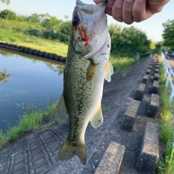 淀川ブラックバス