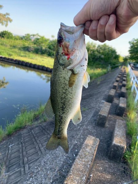 淀川ブラックバス