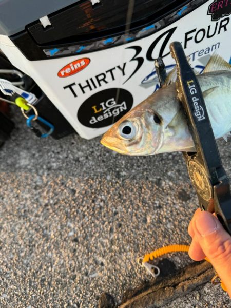 連休初日の夕方🎣