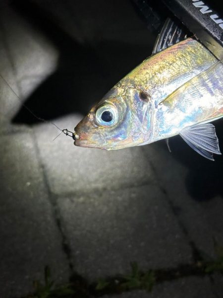 潮止まりアジング