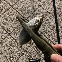 風つよめなアジング