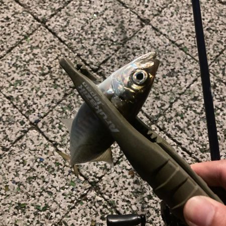 風つよめなアジング