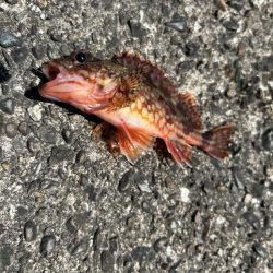 フカセで不発(;;)