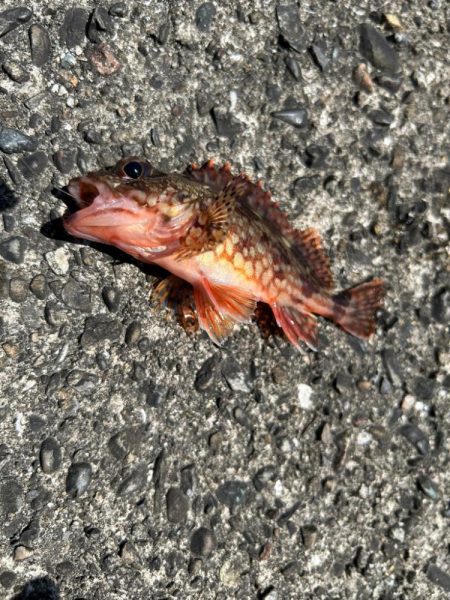 フカセで不発(；；)