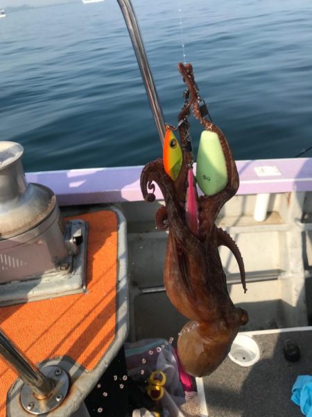 淡路のタコ釣り