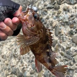 青物はまだみたい