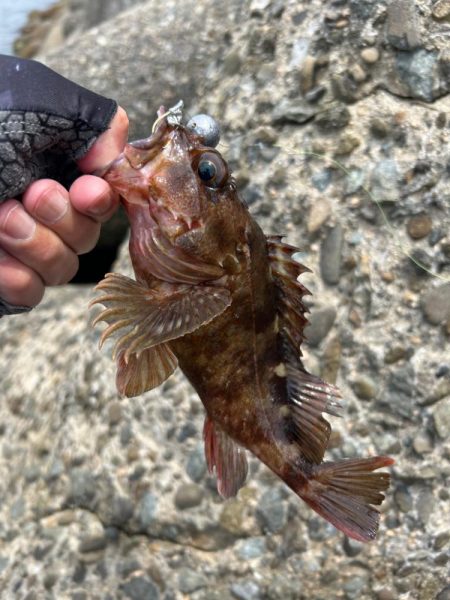 青物はまだみたい