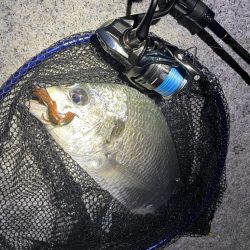 淀川ブリームゲーム