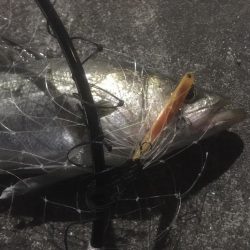 最後のテクトロでシーバス