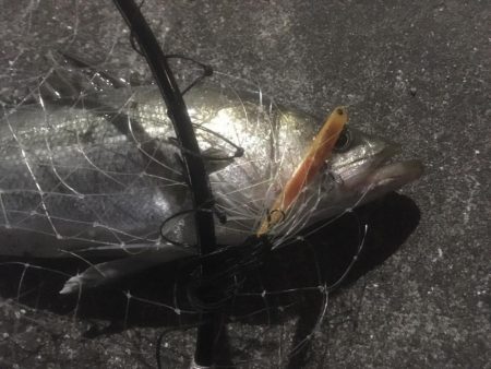 最後のテクトロでシーバス