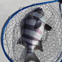 フルコンタクト　チヌ落とし込み　チニング