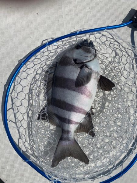 フルコンタクト　チヌ落とし込み　チニング