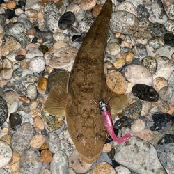 ヒラメ、真鯛等四目達成