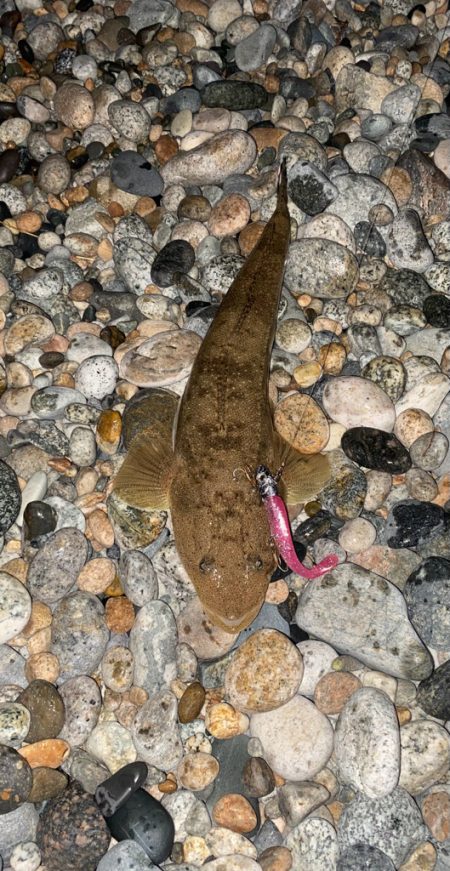 ヒラメ、真鯛等四目達成