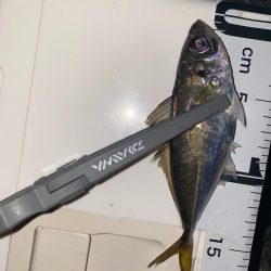 深夜の極寒アジング