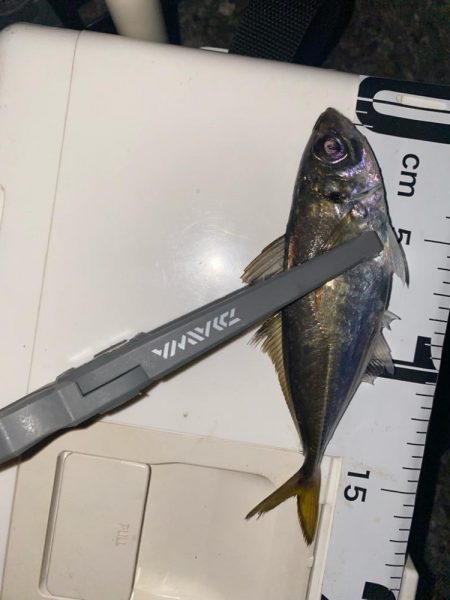 深夜の極寒アジング