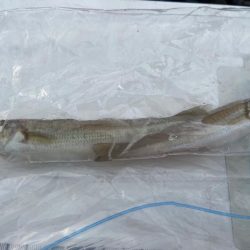 シロギスタの激シブ入魂