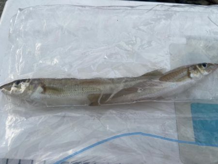 シロギスタの激シブ入魂