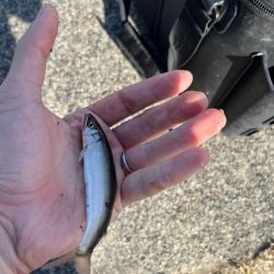 癒しの小物釣り
