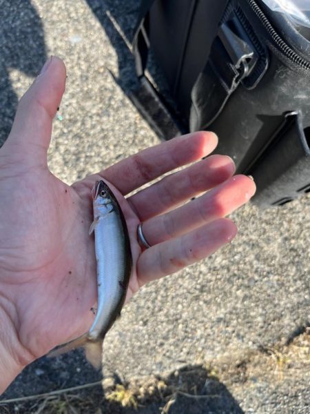 癒しの小物釣り