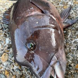 ぶっこみ釣りでカンダイゲットしました！