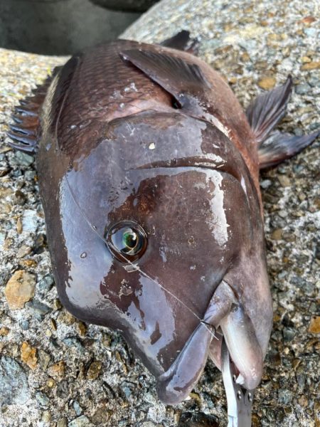 ぶっこみ釣りでカンダイゲットしました！