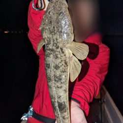 マゴチ&シーバス