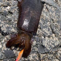 台風前エギング