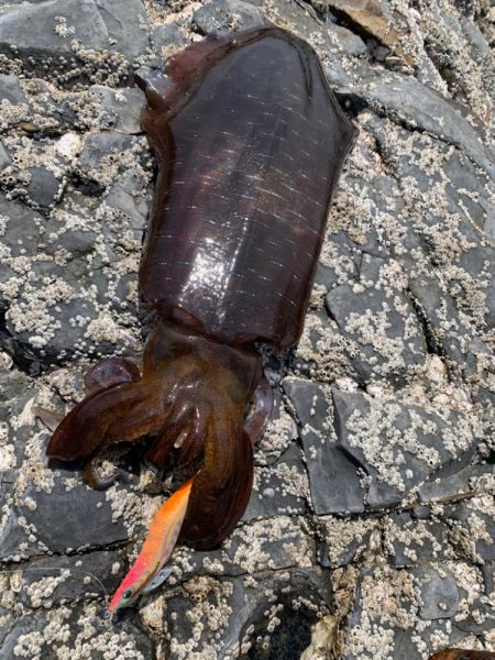台風前エギング