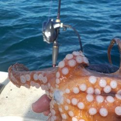 船タコ第2戦〜盛和丸 数釣り〜