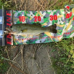 アベレージサイズ